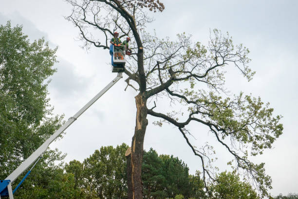 How Our Tree Care Process Works  in Waldport, OR