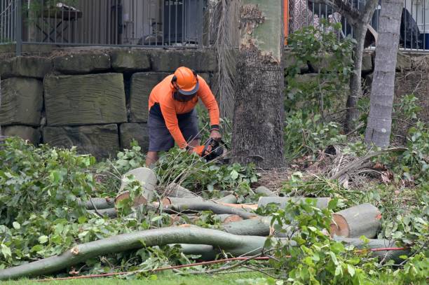 Reliable Waldport, OR Tree Services Solutions